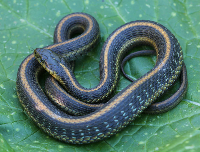 Aquatic intergrade Garter Snake
